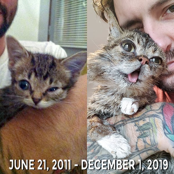 lilbub 1